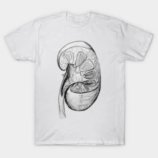 Pen and Ink Kidney Illustration/Sketch T-Shirt